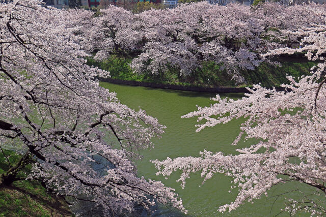 千鳥ヶ淵