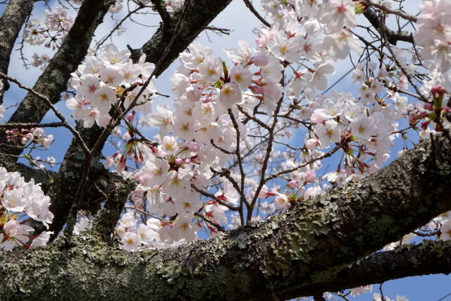 見上げる桜の花
