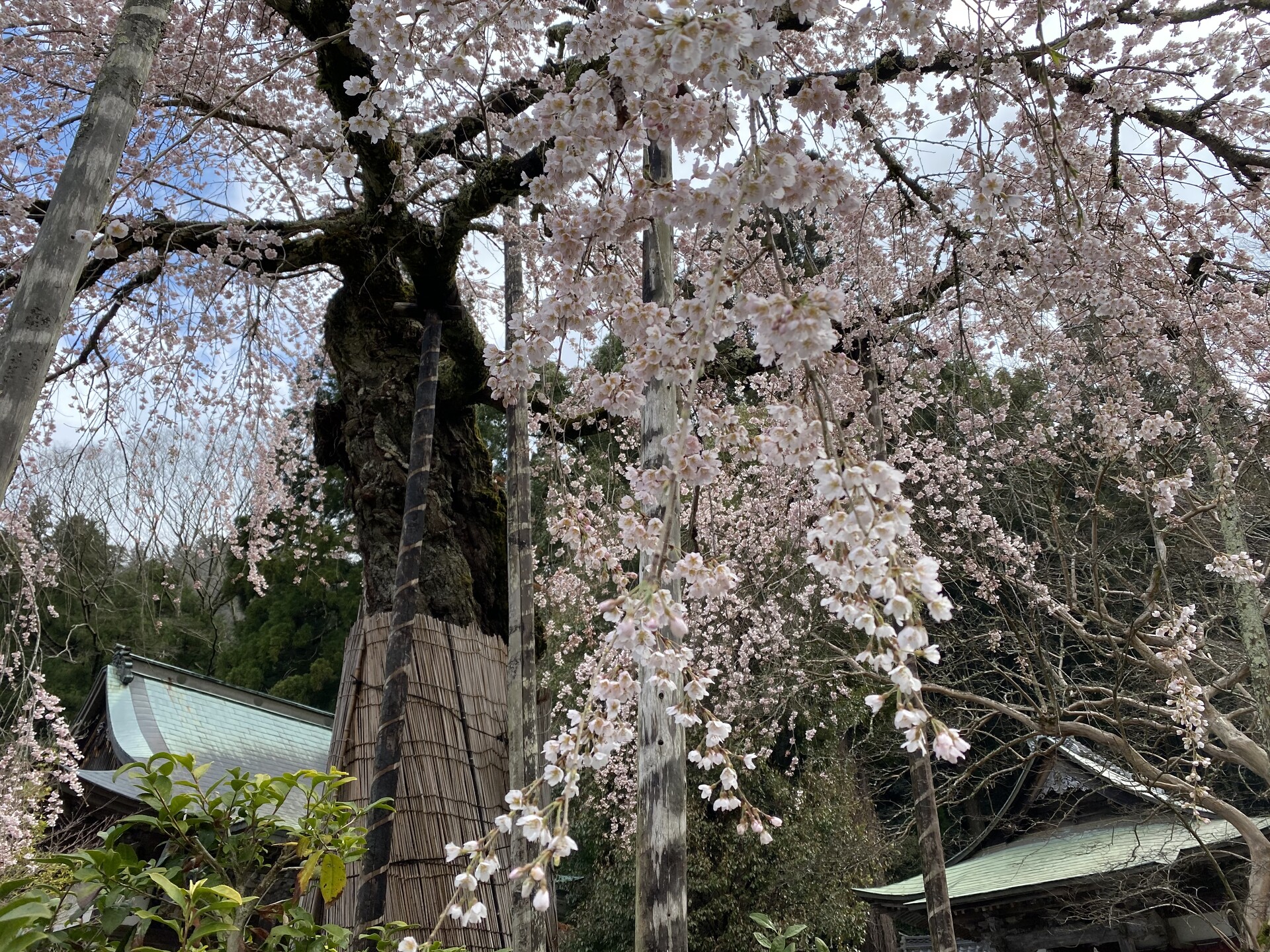 花 植物 万朶と咲く 壁紙19x1440 壁紙館