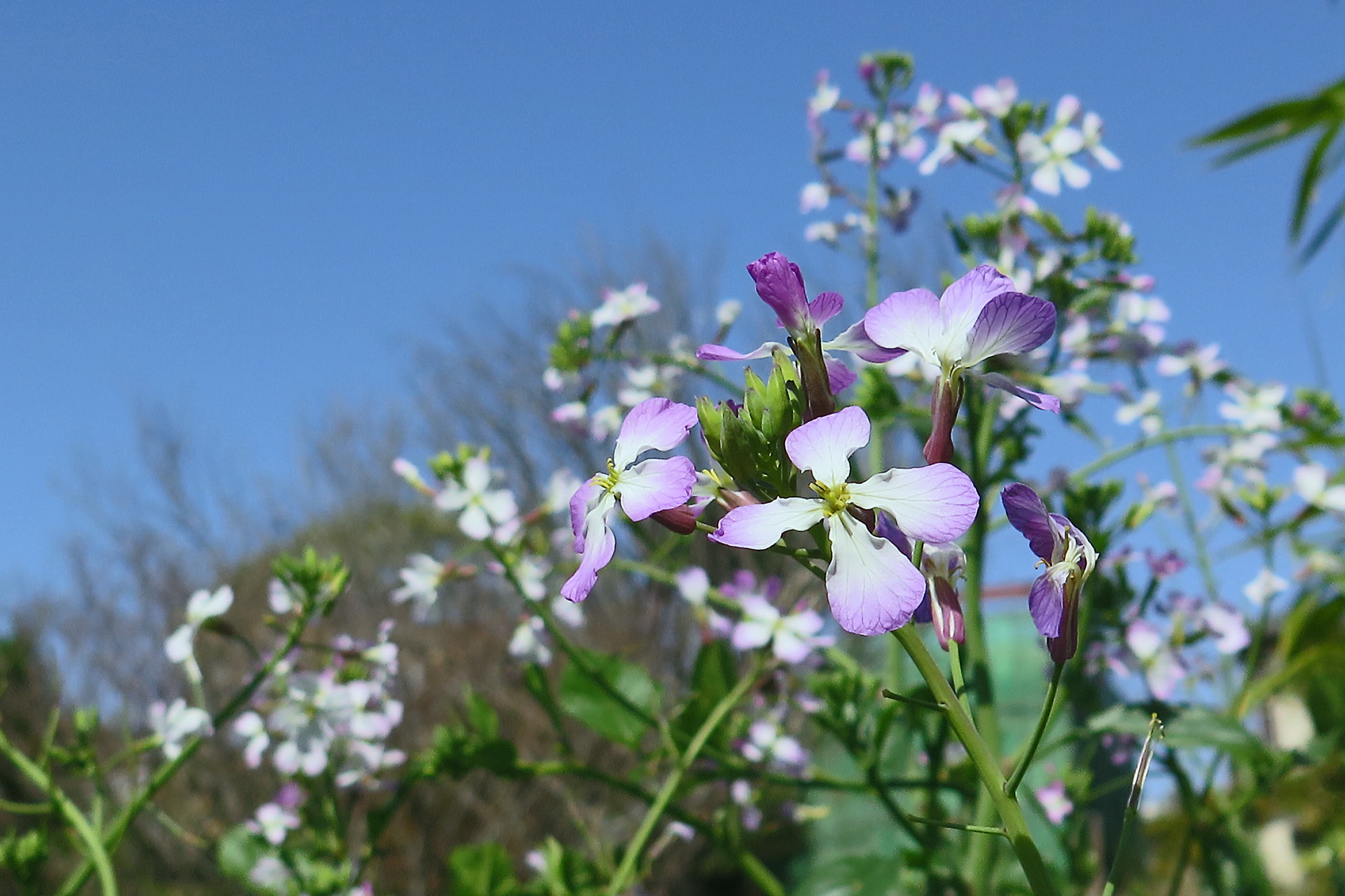 花 植物 だいこんの花 壁紙19x1279 壁紙館