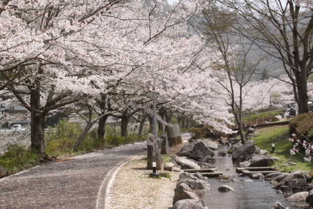 桜並木道