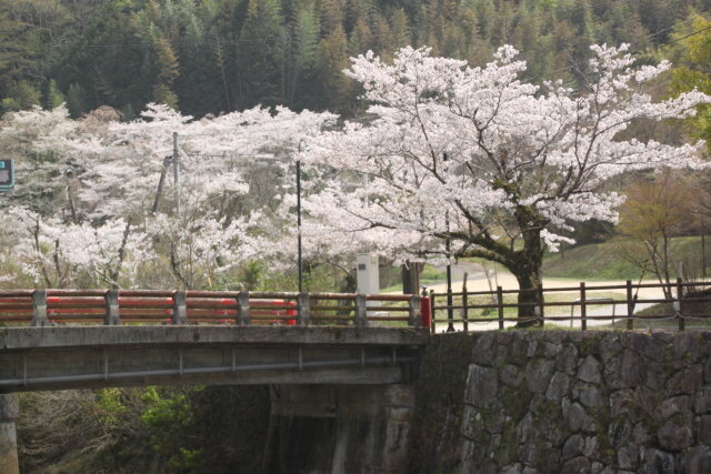 満開の桜と赤い端