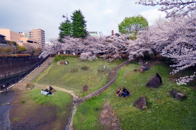 石神井川遊水池の桜