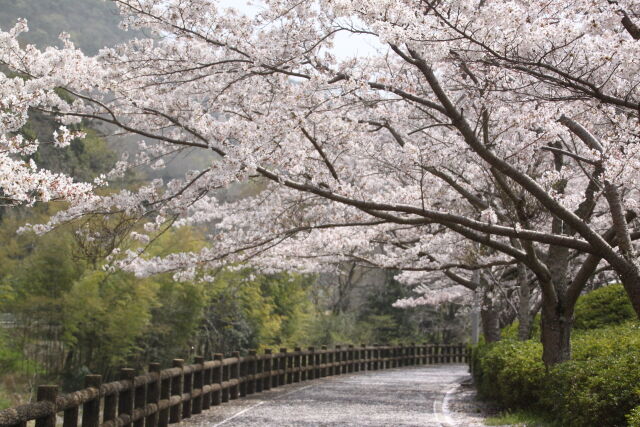 桜の散歩道