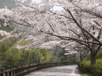 桜の散歩道