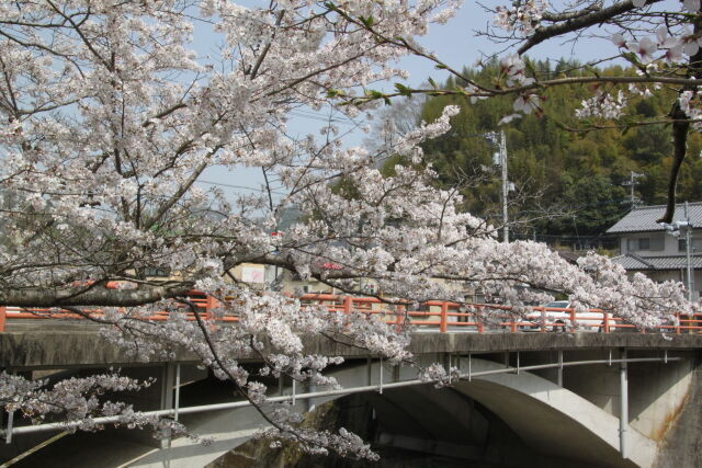 川と桜一本の桜