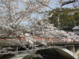 川と桜一本の桜