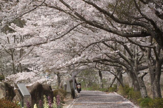 桜のトンネル2