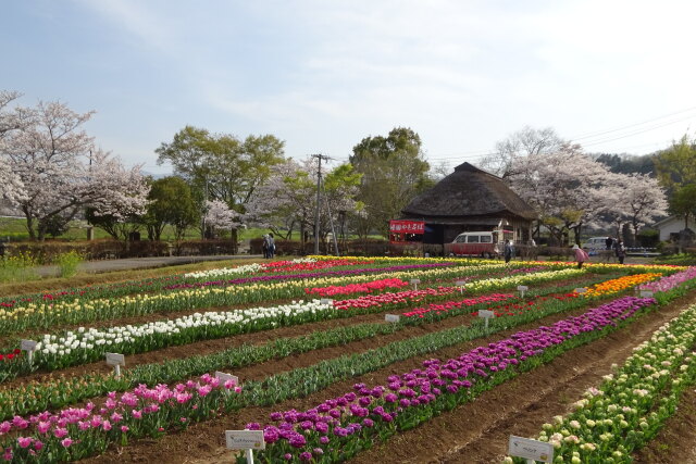 春の花の花景色