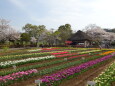 春の花の花景色