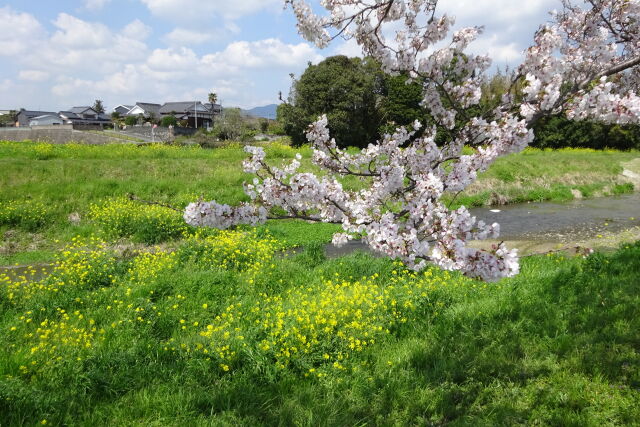 うららかな春景色