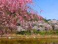 下北山村