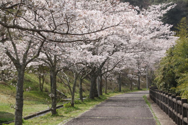 桜の散歩道3