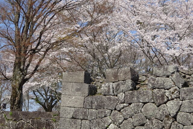 満開 城址の桜