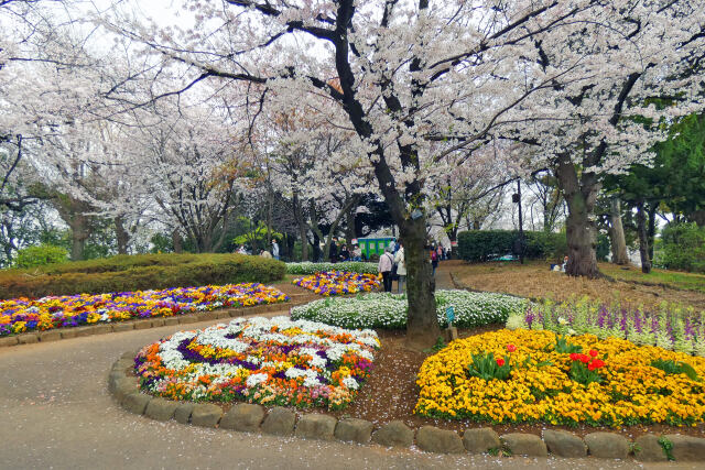 花壇と桜