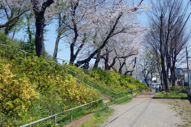 公園の桜