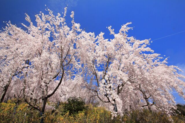 満開の枝垂れ桜-3