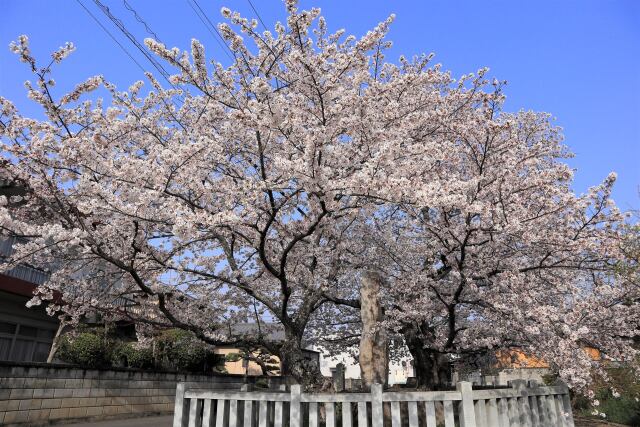 満開の記念桜