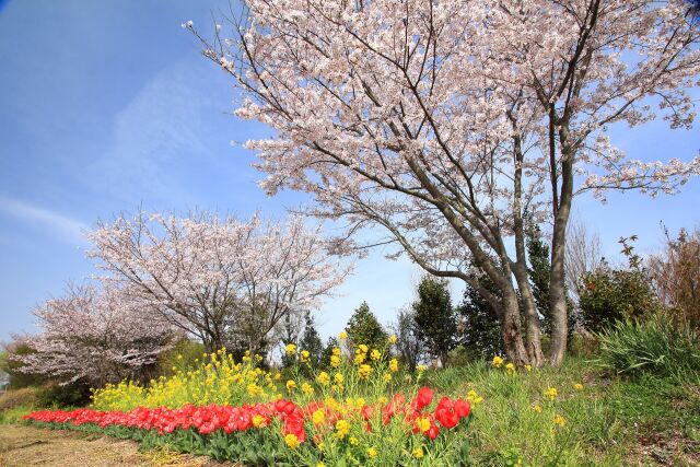 散歩道の桜と花たち