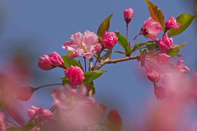 花海棠