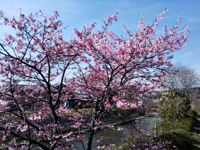 久々利川の桜