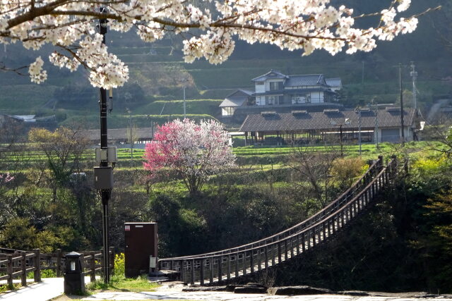 原尻の滝正面の展望吊り橋