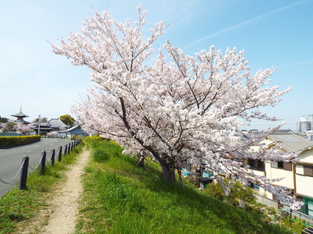 2021年の桜 ①