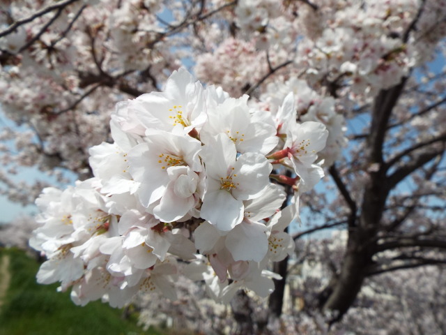 2021年の桜 ②