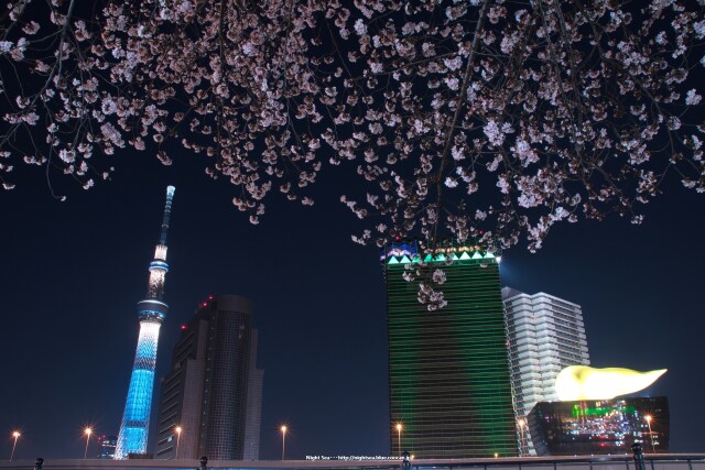 スカイツリーと夜桜