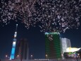 スカイツリーと夜桜