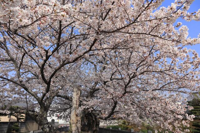 見頃の桜