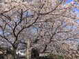 見頃の桜