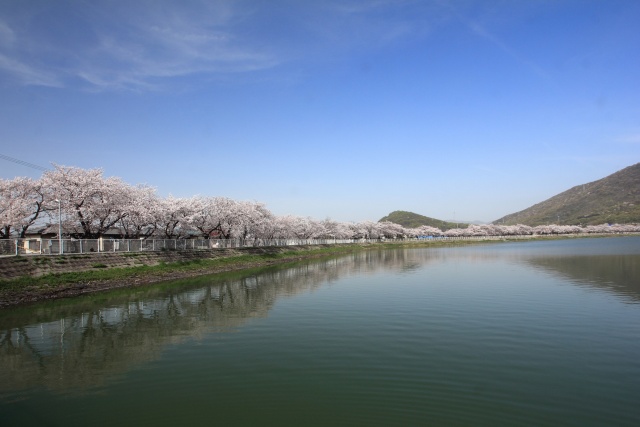 鎌田池の桜並木