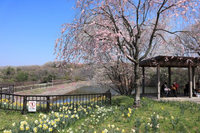 スイセンと枝垂れ桜