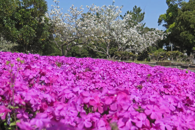 芝桜