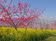 桃の花と菜の花