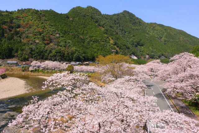 桜の花