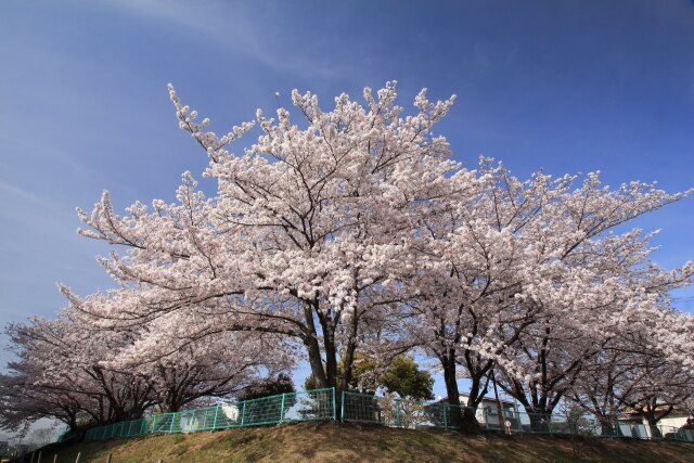 近くの公園の桜