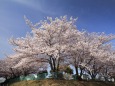 近くの公園の桜