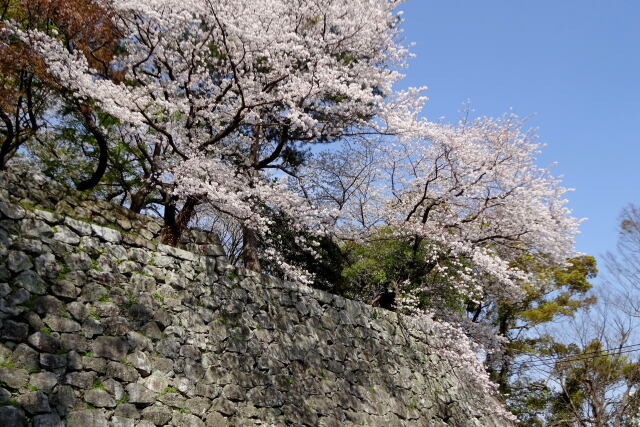 城址に咲き誇る桜