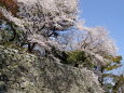 城址に咲き誇る桜