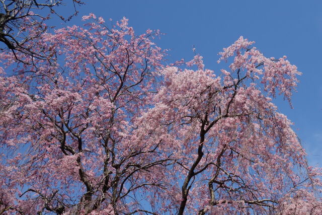 枝垂桜