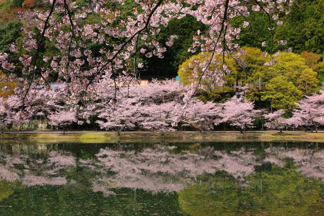 桜の花