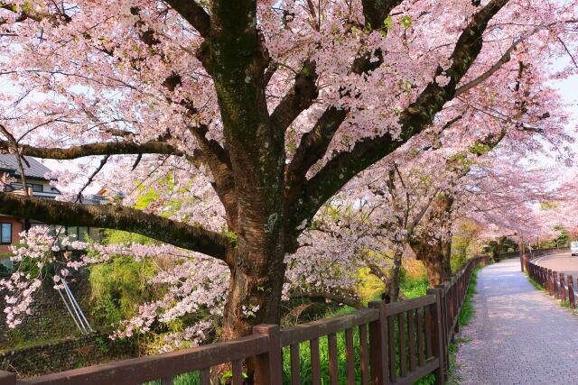 桜の花