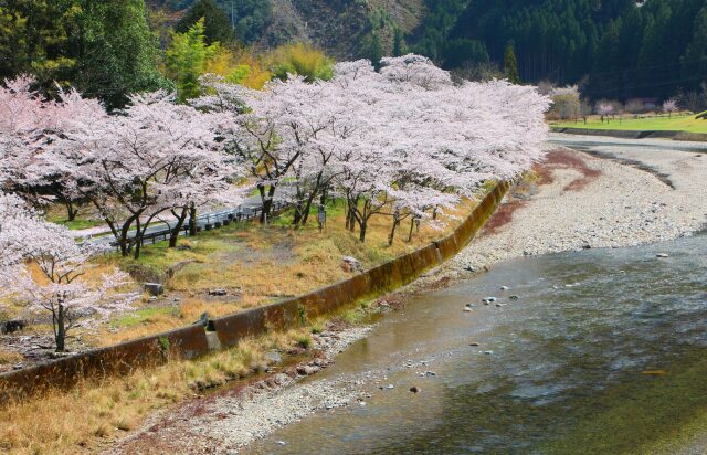 川辺の桜