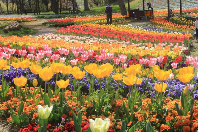 まんのう公園のチューリップ