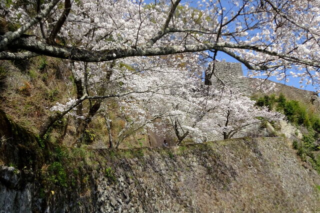春高楼の花の宴 岡城址の桜