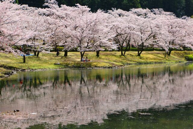 川に映る桜