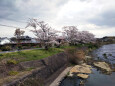 久々利川の桜