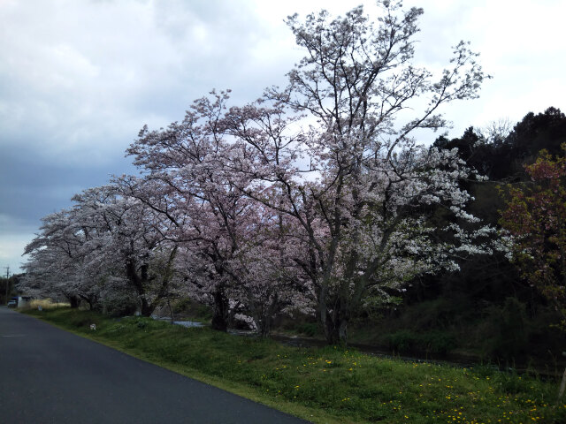 久々利川の桜